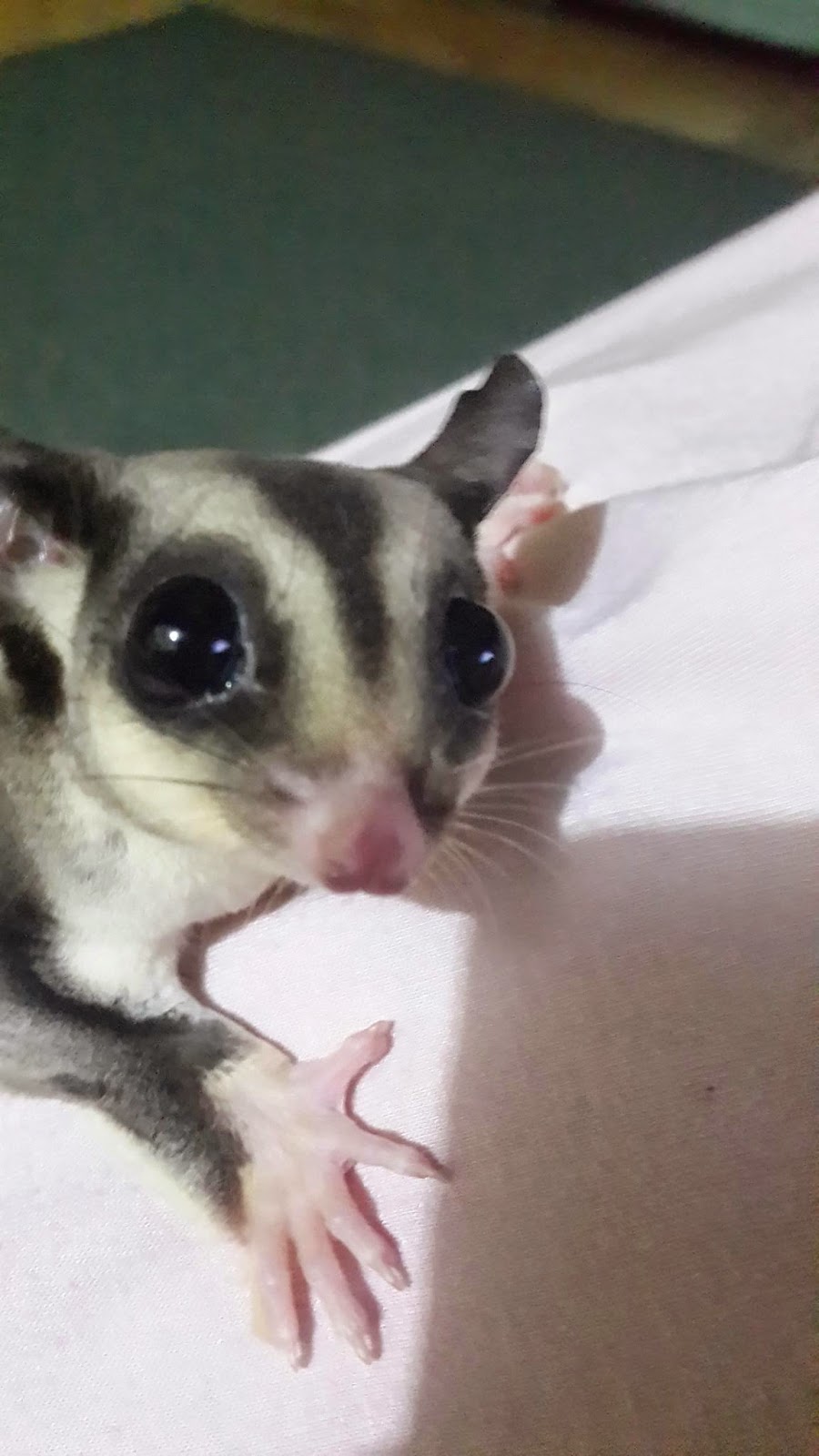Sulit Untuk Mengajarkan Toilet Training Pada Sugar Glider Farm Sugar Glider Cage And Accessories