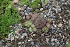 Push back the gravel and Voila!  Very nicely done!  Be sure to water so the roots can get established.