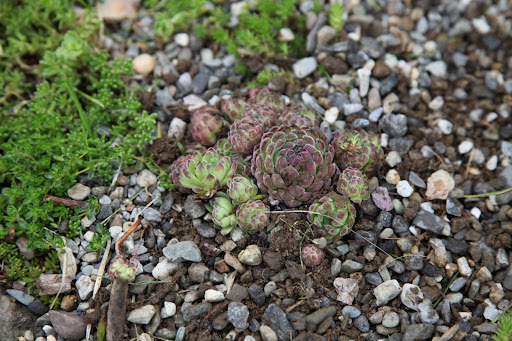 Push back the gravel and Voila!  Very nicely done!  Be sure to water so the roots can get established.