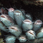 Catfish (Secret Bay, North Bali)