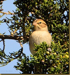 Chipping Sparrow