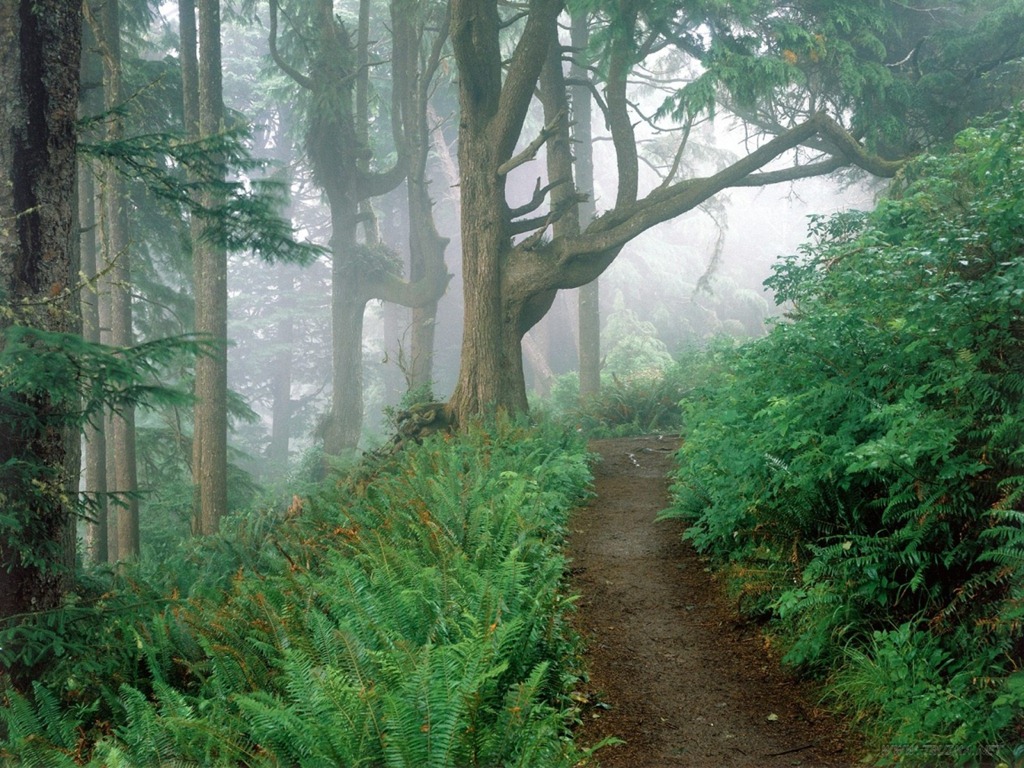 [path_in_the_woods-1152x864%255B2%255D.jpg]