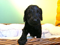 Cutie baby only 3 weeks old.