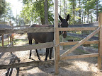 horse (mule!) pens on site B36