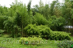 Glória Ishizaka -   Kyoto Botanical Garden 2012 - 93