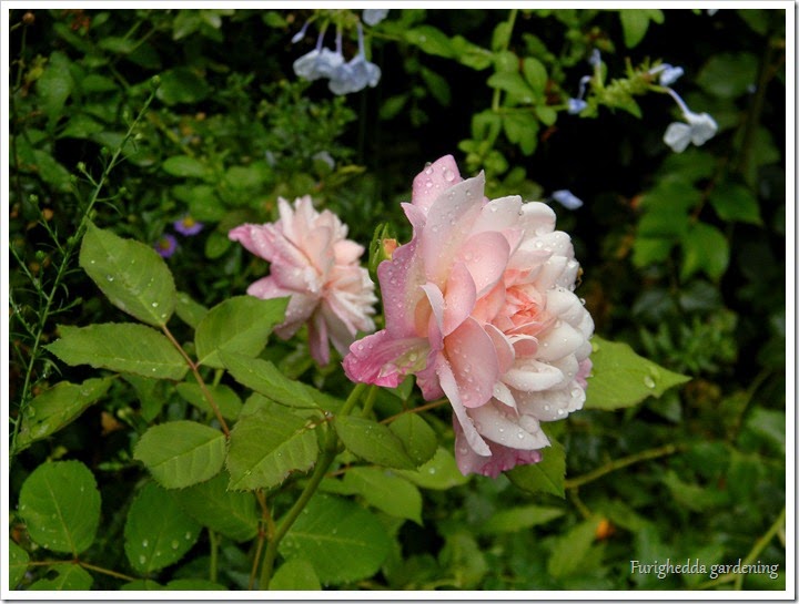 DSCN0108 DSCN0108