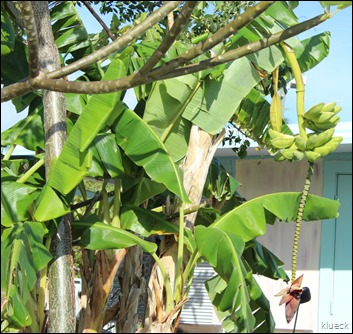 banana tree