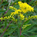 Giant Goldenrod / Riesen-Gol​drute