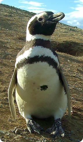 Pinguim de magalhães