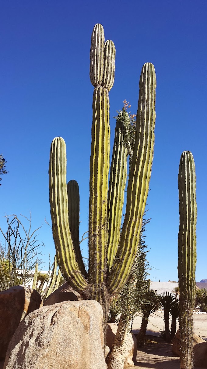 Cardon cactus near Catavina 20131226_115244.jpg