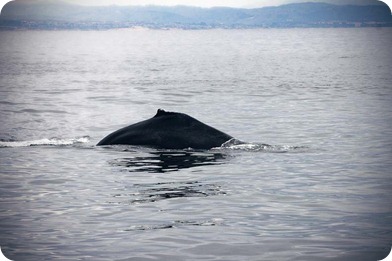 whale 3 whale 3