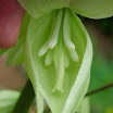 Yucca_Twisted_Leaf_4.jpg
