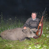Wild boars