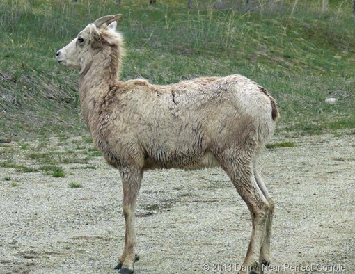 Female Big Horn Female Big Horn