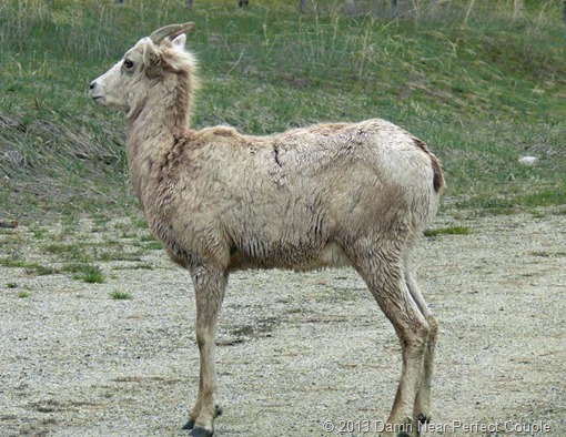 Female Big Horn