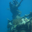  Scuba Dive Buck Island Reef
