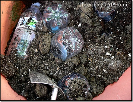 planting 015