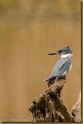 Belted Kingfisher (Megaceryle alcyon)