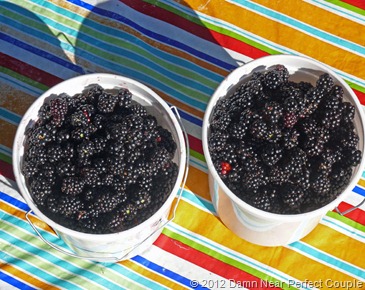 Bucket of Berries