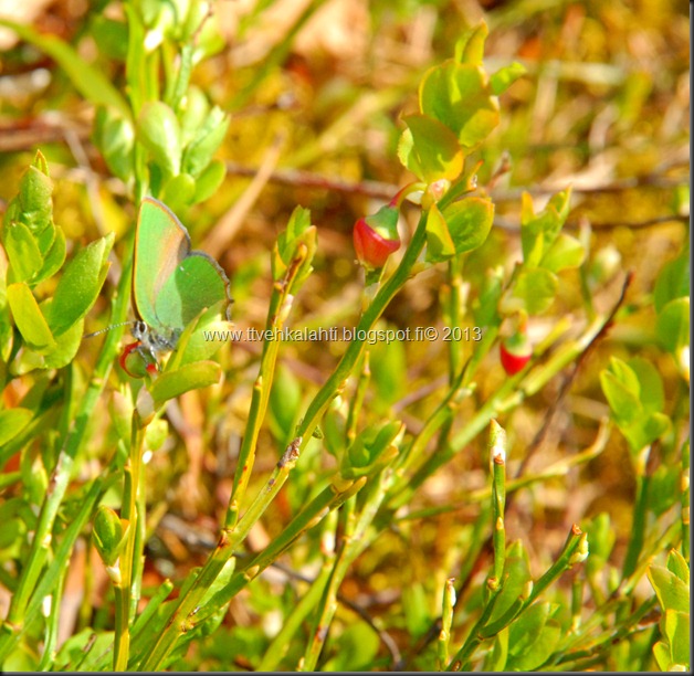 asfaltti ty&ouml; vt 8 Kangasperhonen (Callophrys rubi) 098