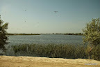 Hordes of dragonflies