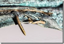 mokau-sheeting-close-up-of-copper-nails
