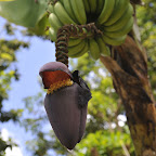 Mto Wa Mbu, Bananenblüte © Foto: Svenja Penzel | Outback Africa Erlebnisreisen