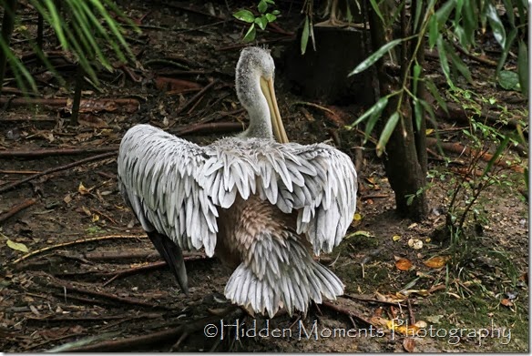 Pelican posterior