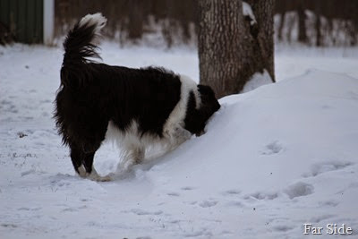 Chance and his ball in a snowbank