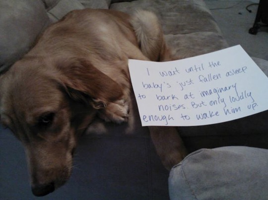 [dog-shaming-bad-5%255B2%255D.jpg]