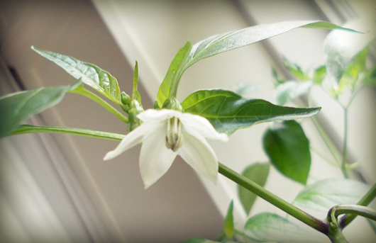 chilli_flower.jpg chilli_flower.jpg