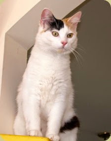 cat5 cat5