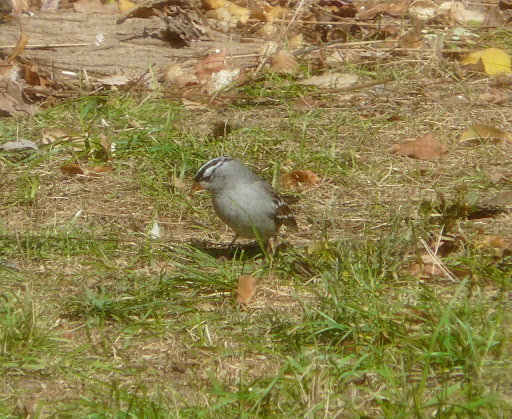 Adult White-crowned Sparrow in the yard, October 14, 2012