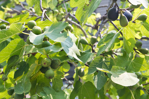 Be sure to pick only the ripest figs because they will not ripen once they're picked. They are also highly perishable and need to be used quickly. Be sure to pick only the ripest figs because they will not ripen once they're picked. They are also highly perishable and need to be used quickly.