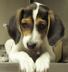 Bennett is from North Shore Animal League in Port Washington, New York. To learn more about Bennett, click on the link to the shelter below.
