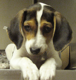 Bennett is from North Shore Animal League in Port Washington, New York. To learn more about Bennett, click on the link to the shelter below.