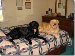 Abby & Toby on the bed