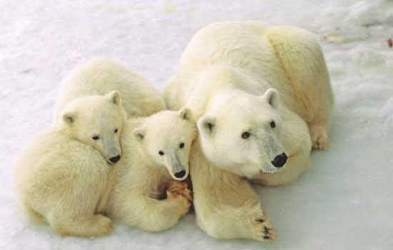 Female polar bear and her two cubs near Churchill, Manitoba. Photo by Travel Manitoba