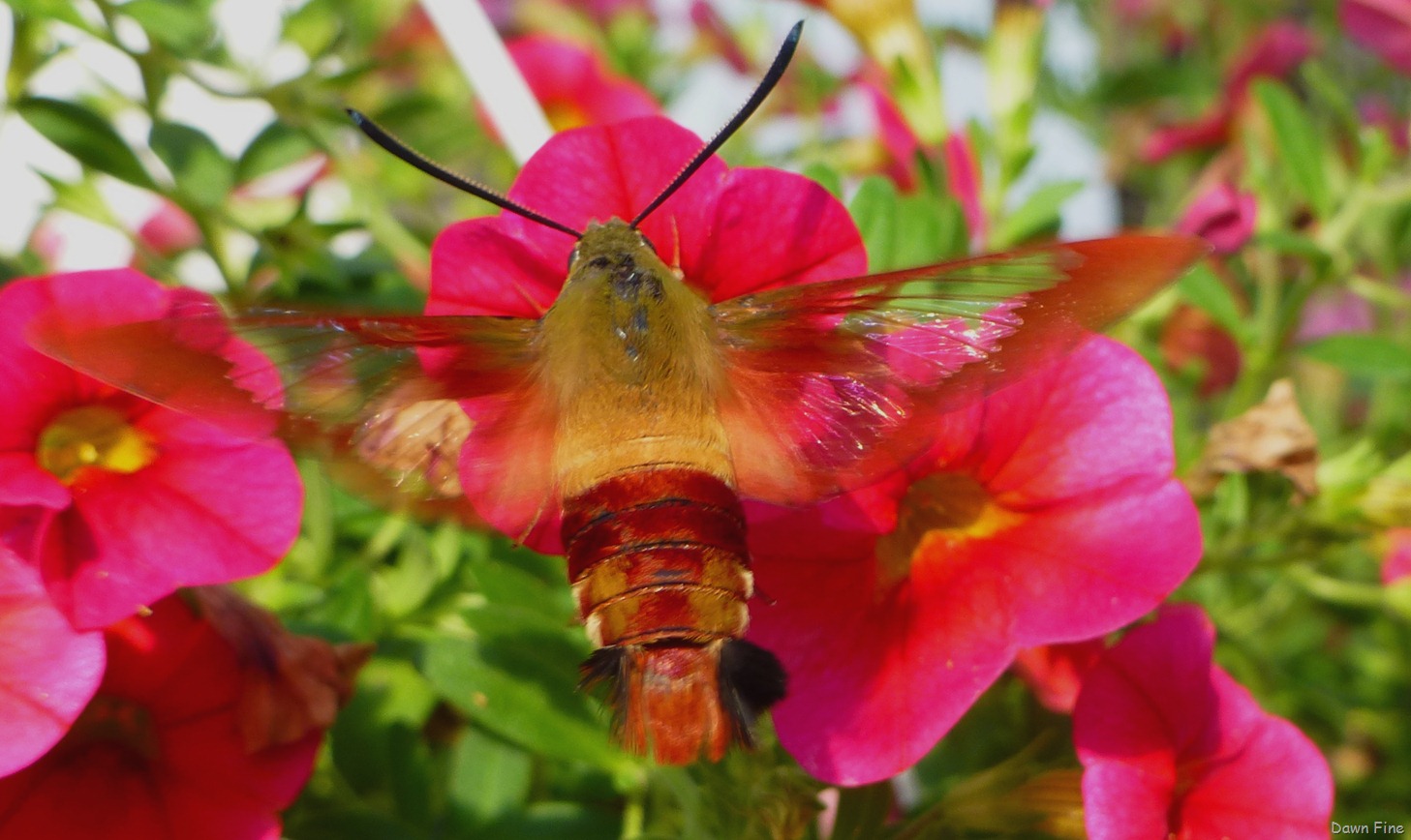 [flower%2520photos_076%255B18%255D.jpg]