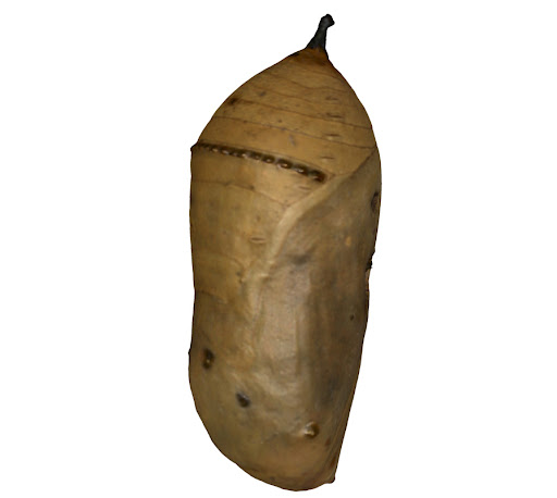 butterfly cocoon