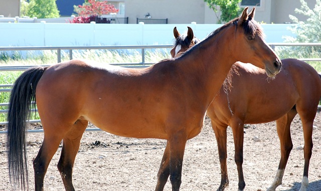 [horses2011222.jpg]