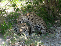 Leopard - Linyanti Concession (Chobe Region)