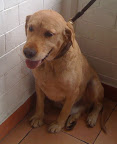 COOPER