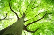 [stock-photo-17867642-shallow-dof-green-tree-looking-up%255B18%255D.jpg]