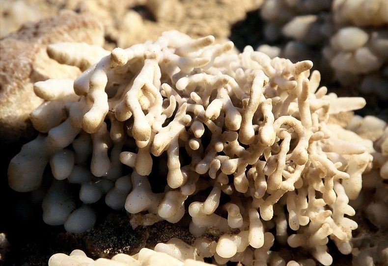 الترسبات الملحية في البحر الميت بأشكال مدهشة ومذهلة  Dead-sea-salt-crystals-11%25255B2%25255D