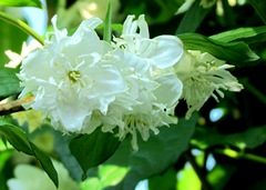 1306300 Jun 22 Nice Smelling White Flowers