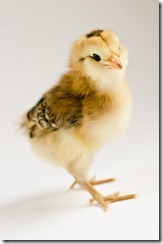 ChicksApr29-9072 ChicksApr29-9072