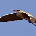 IMG_0878-Crop 1.jpg