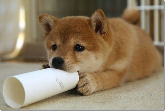 funny-animals-cute-5