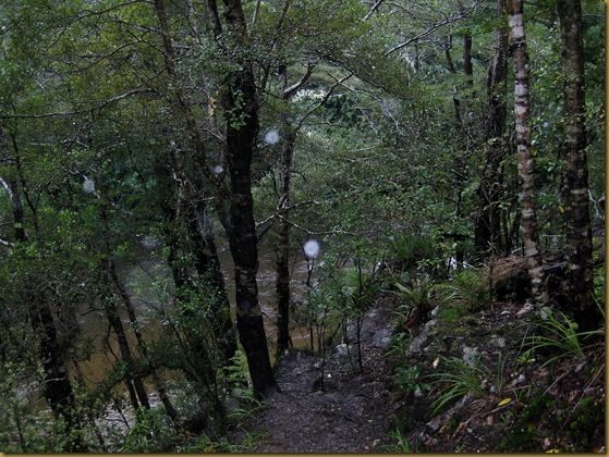 The Rivendell Forest